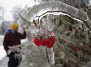 in ice as a man takes pictures of the tree during an ice storm ...