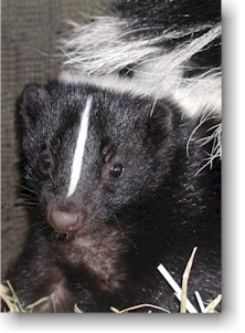 Got Skunks? - Native Animal Rescue of Santa Cruz County