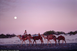 One woman, four camels and a dog: Amazing vintage images from 1970s of ...