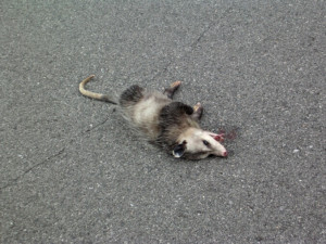 Reply #1: A dead possum on the road... [ View All ]