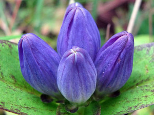 Collections of Gentian Flowers