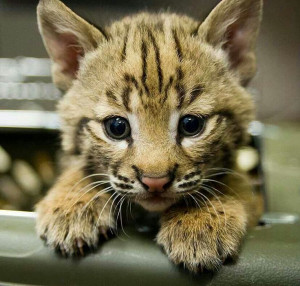 Baby Bobcat Cute