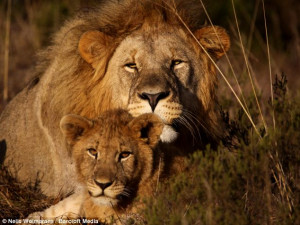 Resting with his cub: The lion shares a tender moment in the wilds of ...