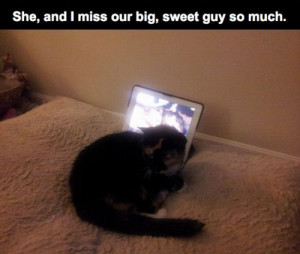 ... RIP best friends sadness bff sad story rest in peace dogs and cats