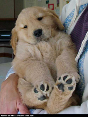 ... puppy, Rocket! How cute are dem paws?For more cute dogs and puppies