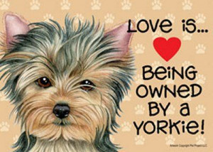 love yorkies | Details about Love is Being Owned by a Yorkie Puppy 7 ...