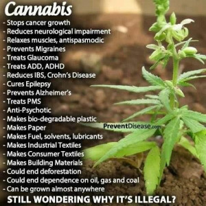 the benefits of cannabis