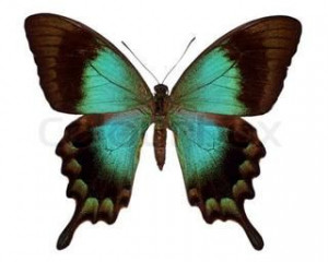 of 'symmetry, butterfly, nature': Butterflies Butterflies, Nature ...
