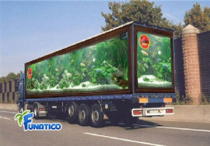 Fish aquarium truck