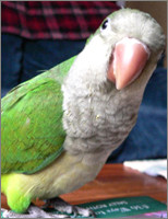 Tia, The Brilliant Quaker Parrot