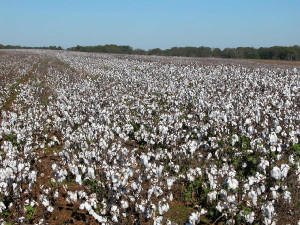 Cotton fields Image