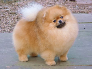 Cute Pomeranian Puppies Picture