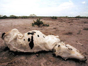 17-million-cattle-have-died-in-mexicos-worst-drought-on-record.jpg