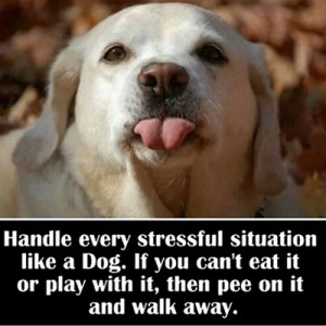 Handle Every Stressful Situation Like a Dog