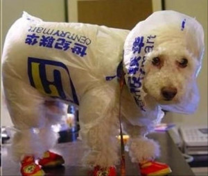 If Dogs Got Dressed Up To Go To Wal Mart, They’d Probably Look Like ...