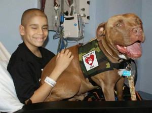 as Therapy #Dogs....#Amazing!Awesome Dogs, Pitbull Therapy, Pit Bull ...