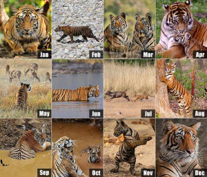 NDTV Save Our Tigers: Winning pictures