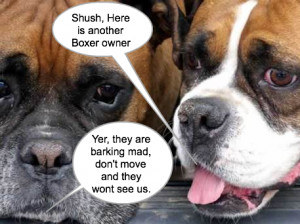 thank you so much for visiting the boxer dogs website this is the ...