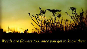 Weeds are flowers too, once you get to know them.”