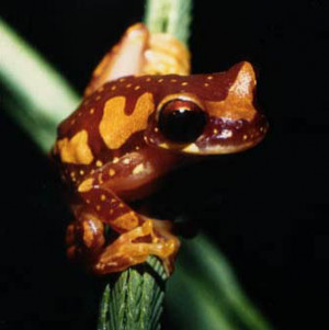Tropical Tree Frog ( Hyla ebraccata )