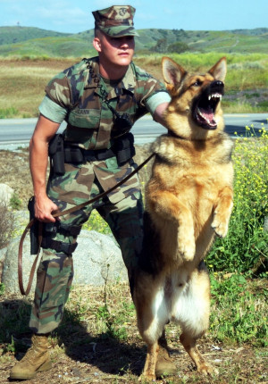 Displaying 19> Images For - Military German Shepherd Vest...