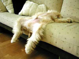 搞笑狗狗睡觉图片