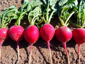 Home » Blog » Vegetables » Radish » Radish, Crimson Giant