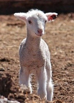 How to Show a Lamb: A Simple Guide to Basic Showmanship