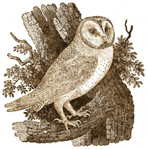 Wise Old Owl Nursery Rhyme & History'