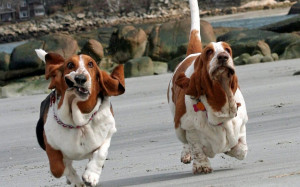 The Basset Hound | Lovely & Cute Puppy Information & Facts