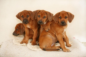 Related Pictures rhodesian ridgeback dog names pictures