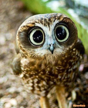 Big Eyes Owl - Cute Funny Picture