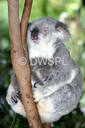 Baby Koala Animal