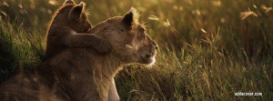 Lioness Facebook Cover Photo
