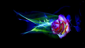 ... caring, colorful, flower, love, neon light, romances, rose wallpapers