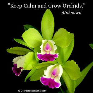 Keep Calm and Grow Orchids.