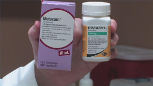 Dog Arthritis Treatments – Arthritis in Dogs, Cats, Glucosamine