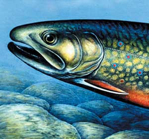 Clip Art Of A Brook Trout Fish Salvelinus Fontinalis Swimming Left
