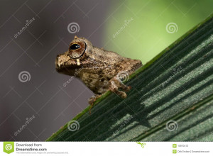 Tree Frog Ecuador Tropical