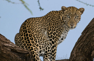Africa Leopards Leopard In A Tree picture