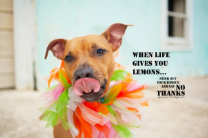 Dogs Quotes, Pooch Quotes, Quotes Photography, Dog Quotes