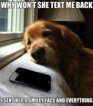 Humor. Funny Pictures. Funny Quotes. Cartoons. Dogs.