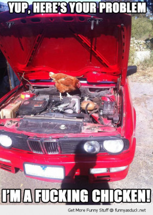 chicken animal mechanic yup your problem bird car fixing funny pics ...