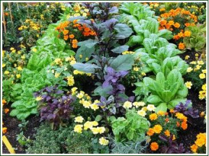 companion-planting-vegetables-herbs-flowers.jpg
