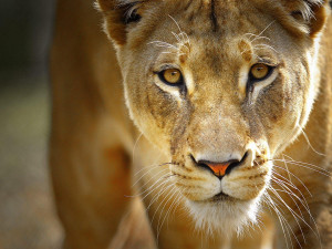 Lioness Normal 1600x1200