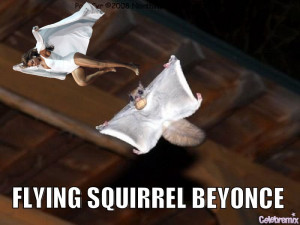 Flying Squirrel Beyonce