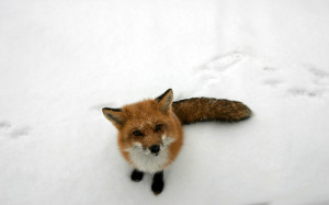 Cute Fox Animals