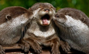 Cute otters