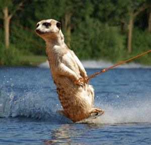 water skiing meerkat funny photoshopped pictures