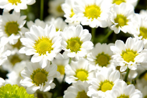 White Camomile Flowers